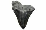 Bargain, Fossil Megalodon Tooth - Sharp Serrations #289356-1